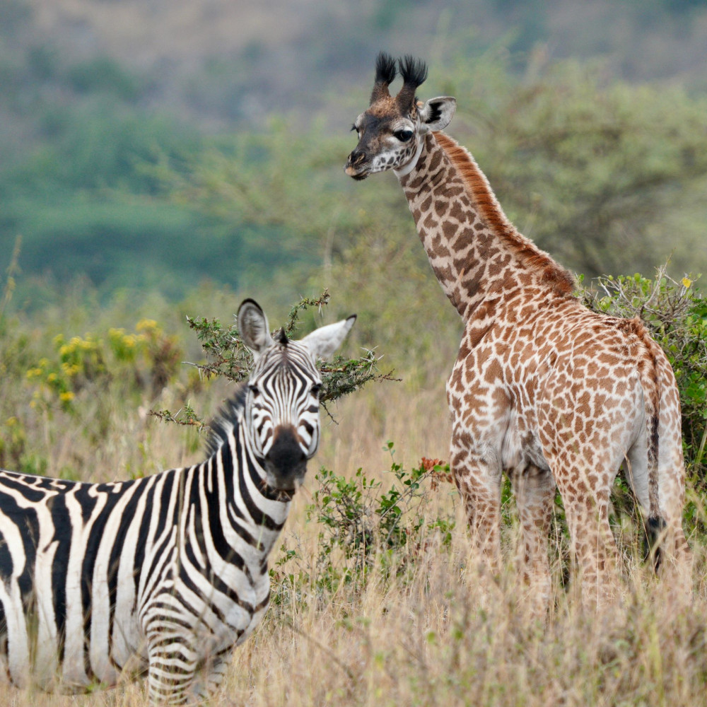 Masai Mara Safari Experience